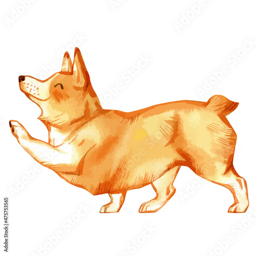 Vector illustration of walking pembroke welsh corgi dog