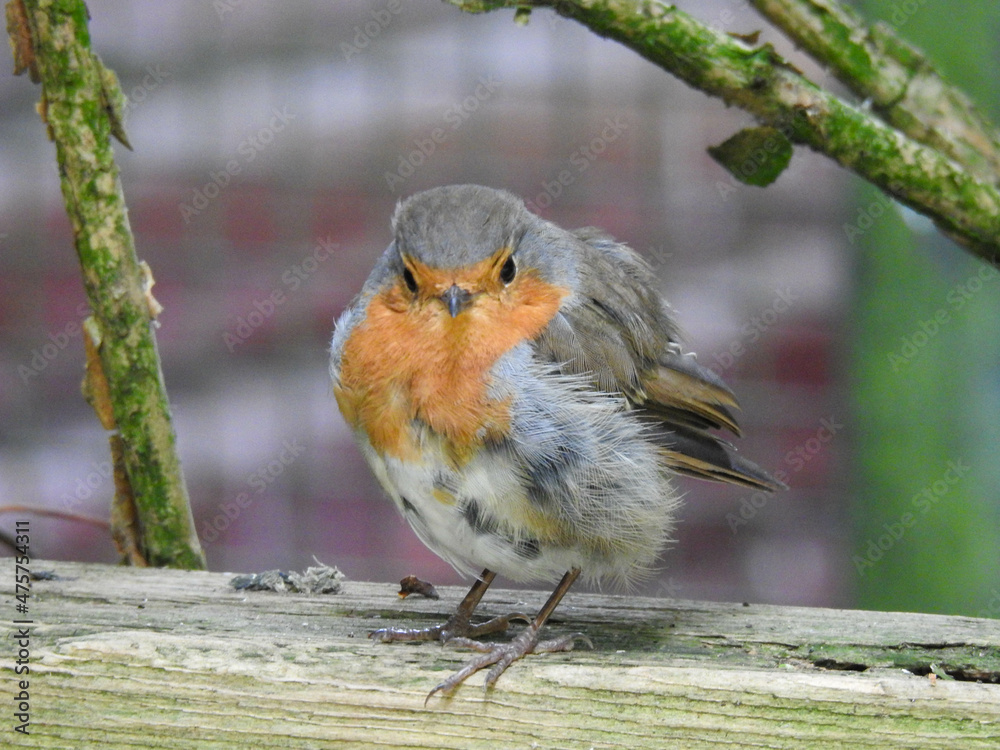 Fototapeta premium Young robin on a log
