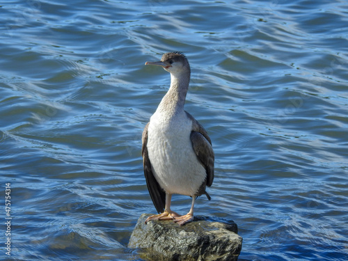 Young spotted shag on a rock in New Zealand photo