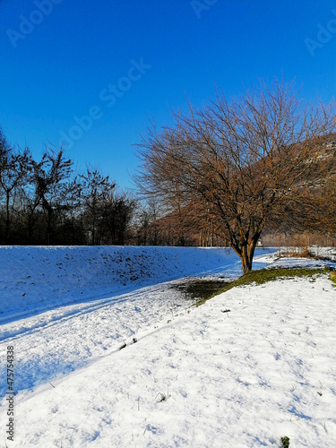 Gelso bianco da frutto ( Morus alba ) della famiglia delle Moraceae genere Morus. Pianta isolata e priva di foglie in una gornata invernale dopo una nevicata.