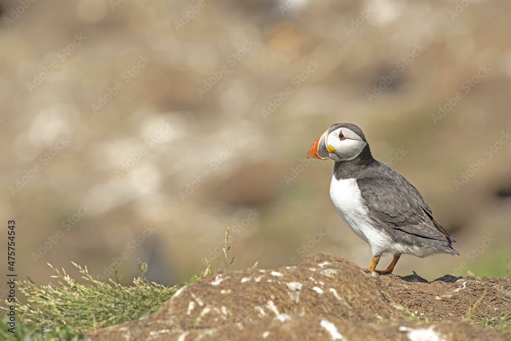 Atlantic puffin Fratercula arctica Atlantic puffin Fratercula arctica