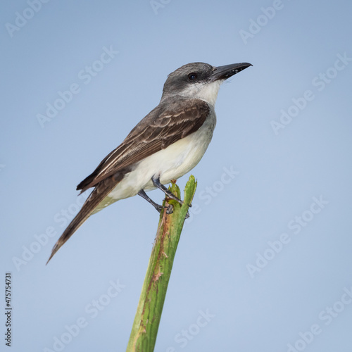 Grey kingbird portrait at Cocobay, Antigua