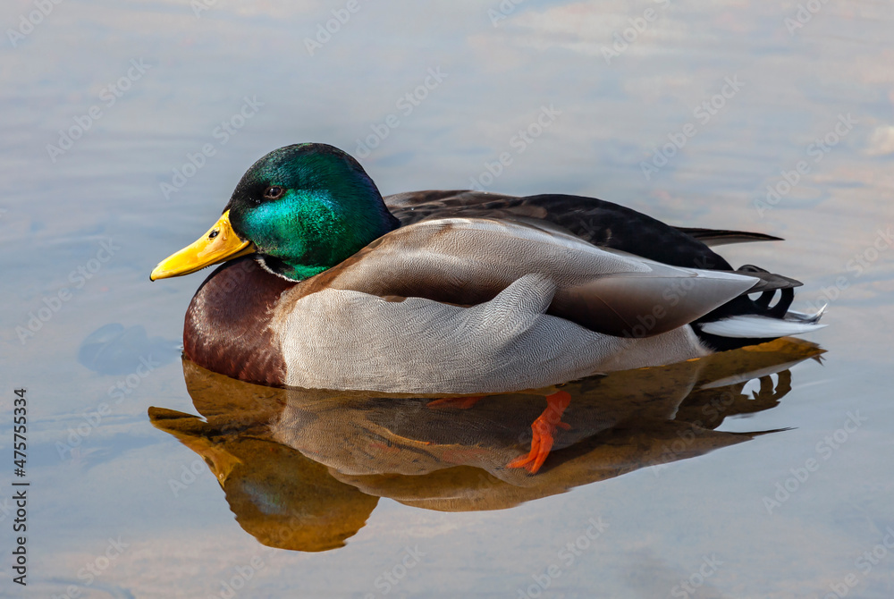 Wild mallard drake in mating color rests on the surface of the water. Wild mallard drake in mating color rests on the surface of the water.