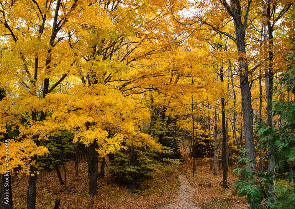 autumn in the park