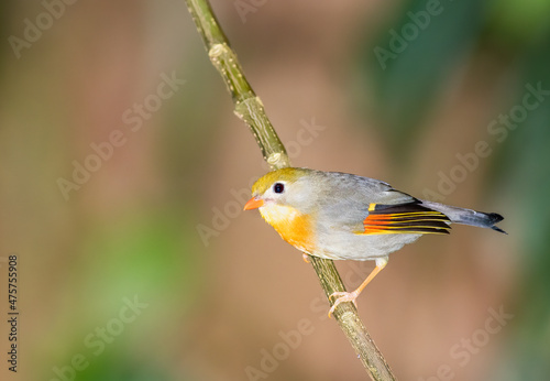 Red Billed Leiothrix on a branch in Hawaii photo