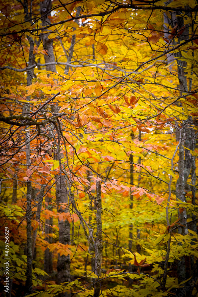 autumn forest background autumn forest background