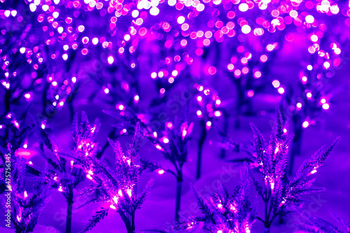 Fototapeta Naklejka Na Ścianę i Meble -  artificial plants stuck in the snow glowing with purple light.