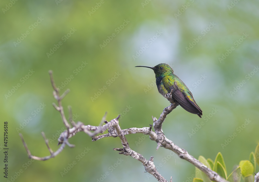 Puerto Rican Mango hummingbird perched on a tree Puerto Rican Mango hummingbird perched on a tree