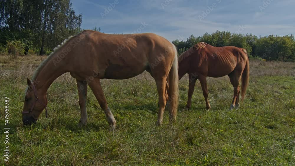 Brown horses in the horse farm Brown horses in the horse farm