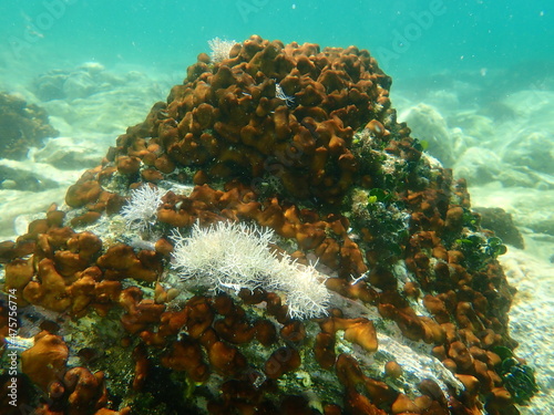 Сhicken liver sponge or Caribbean Chicken-liver sponge (Chondrilla nucula) and Red algae Amphiroa rigida undersea, Aegean Sea, Greece, Halkidiki photo