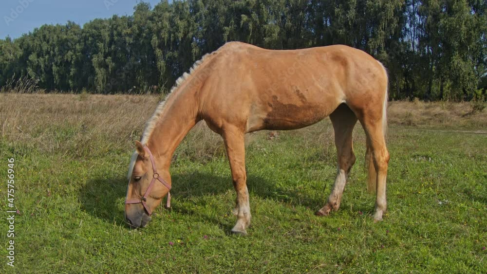 Horse chewing grass in the beautiful field Horse chewing grass in the beautiful field
