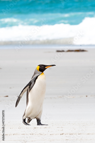 King Penguin taking a stroll on the beach in South Georgia