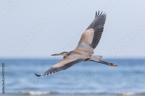 Great Blue Heron flying with spread wings over blue sea