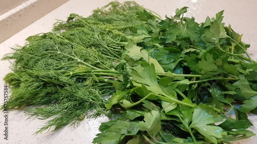 Freshly picked bunches of green dill and parsley are dried in the kitchen for food supplement