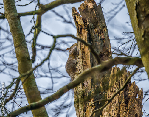 a grey squirrel (Sciurus carolinensis) motionless on a rotting tree top trying to avoid being spotted, Wiltshire UK