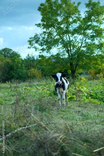 white black cow on the meadow