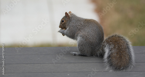 The squirrel who eats his shelled peanuts on the porch