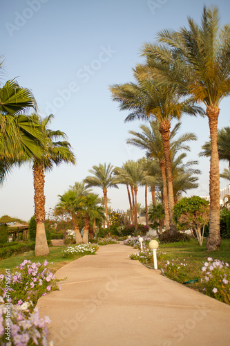 palm trees in the park © citicet