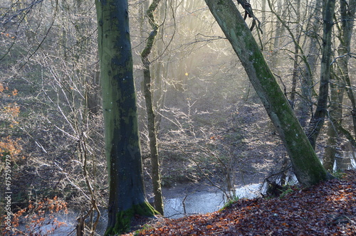 Tableau sur toile Sun breaking through mist at Craighall Den, Ceres, Fife, December 2021