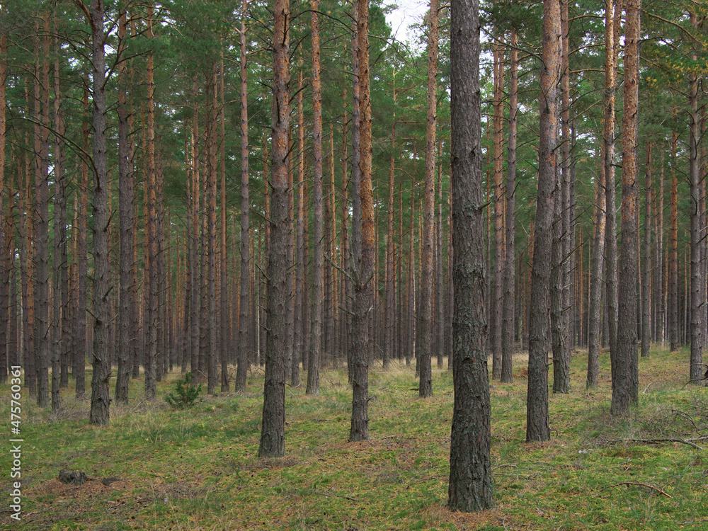 Fototapeta premium Beautiful natural bright background and texture, wild dense pine forest, atmospheric fairy forest, Latvia