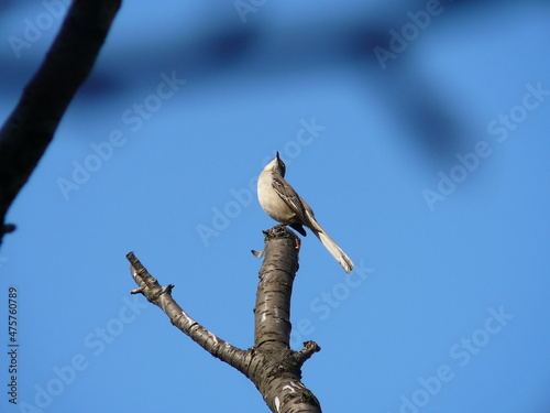 Singing grey catbird (Dumetella Carolinensis) on a branch.