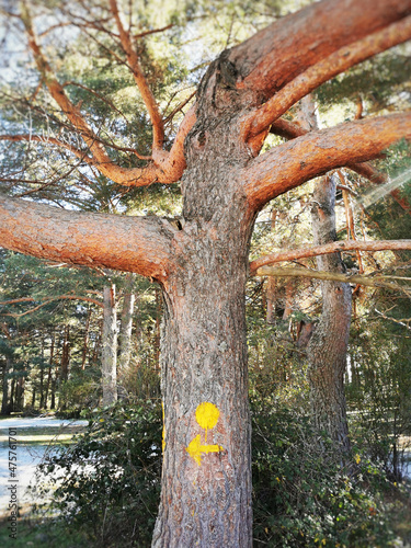 Vertical shot of a yellow trail sign on a tree in Cercedilla, Sierra de Guadarrama, Spain photo