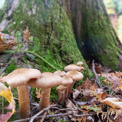 Mushrooms & Moss - Presque Isle River, Upper Peninsula, Michigan - October 2021