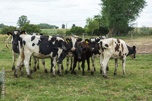 Vacas lecheras Holando en el campo