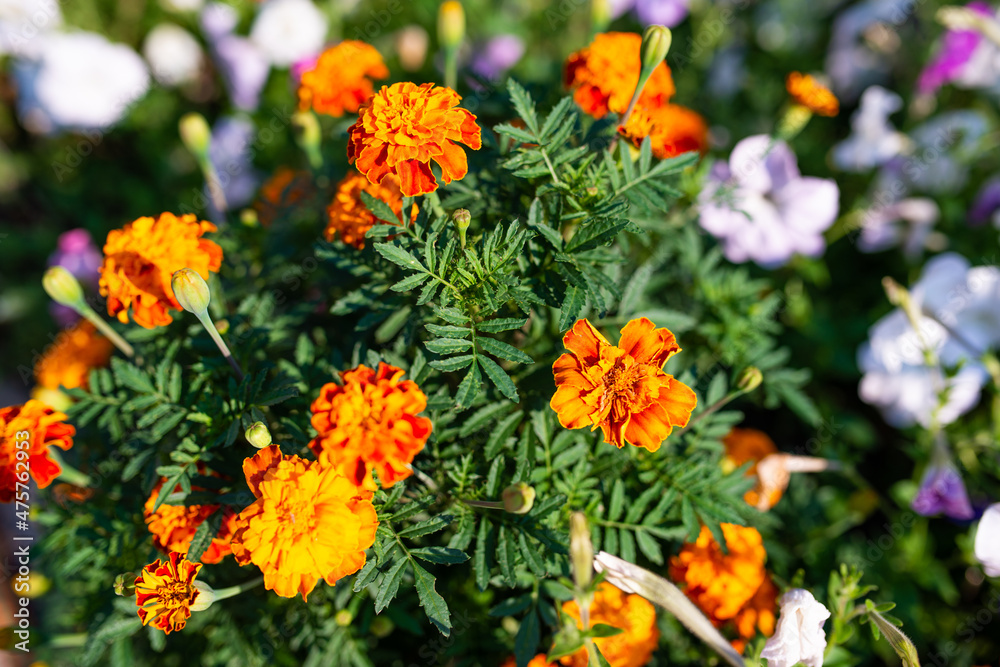 Mirabilis flower with yellow petals growing in garden Mirabilis flower with yellow petals growing in garden