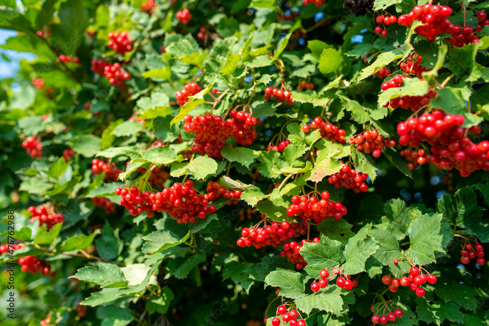 Bunches of viburnum berries growing on bush in garden