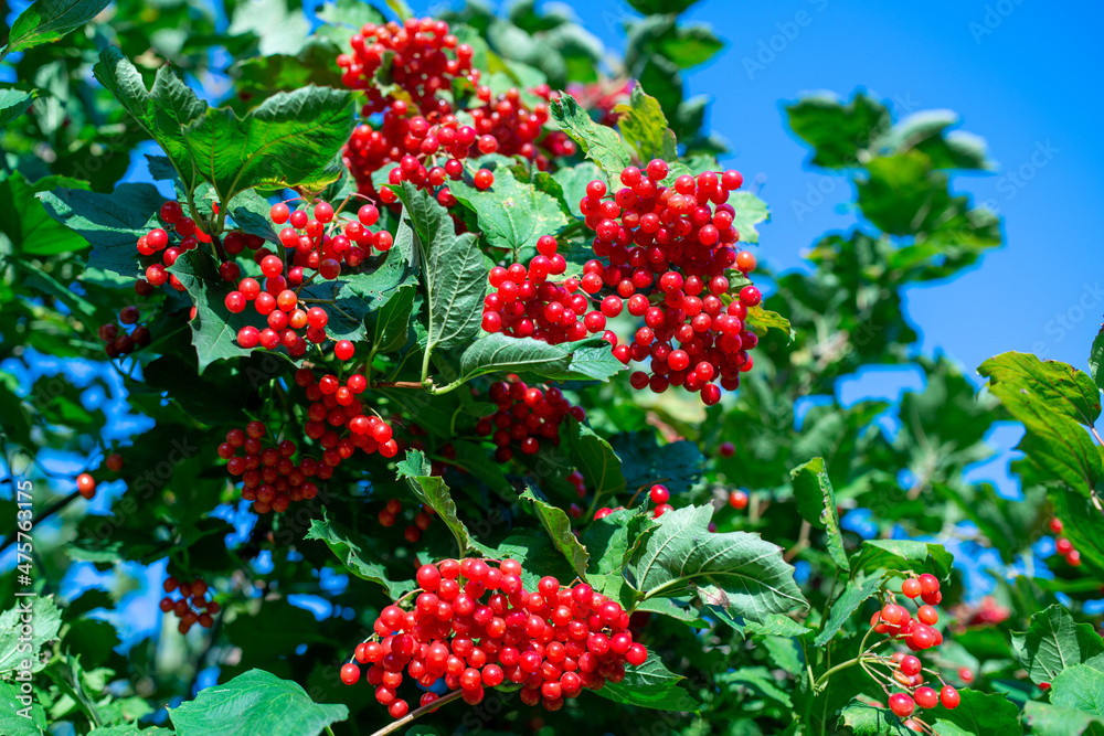 Bunches of viburnum berries growing on bush in garden Bunches of viburnum berries growing on bush in garden