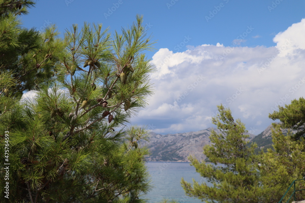 Green pine tree with young cones and dense needles against the background of the sea, blue sky and white clouds