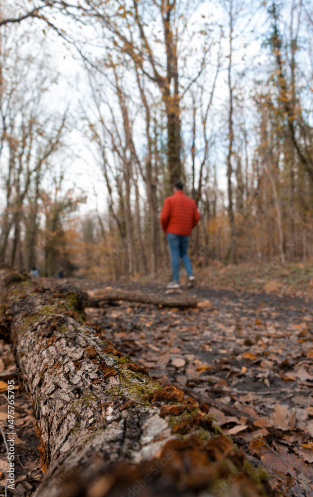 Autumn forest. A boy with red coat walking in forest in winter. The focus is on the wood log. The background is blur intentionally. Autumn forest. A boy with red coat walking in forest in winter. The focus is on the wood log. The background is blur intentionally.