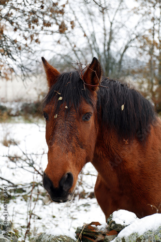 caballo en el campo con nieve