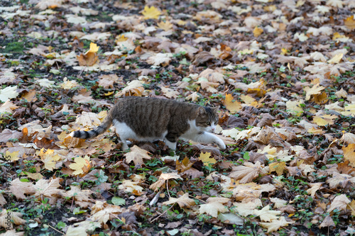 Walking cat with autumn leaves