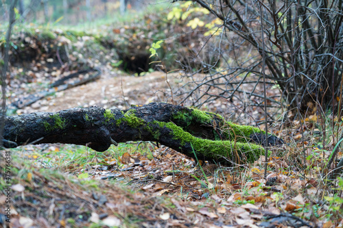 Fallen tree with moss in the forest