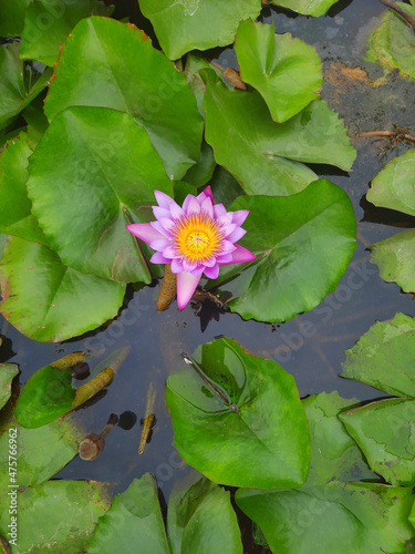 Closeup of a blooming pink waterlily flower in the pond photo