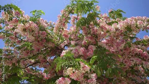 Branches with acacia flowers against the sky close-up photo