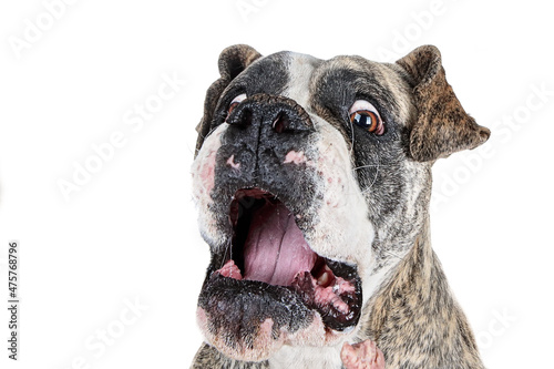 Closeup shot of a shocked dog isolated on a white background