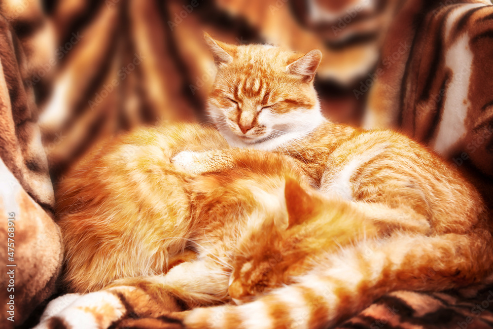 Two ginger cats sleep embracing on an armchair with a tiger print.