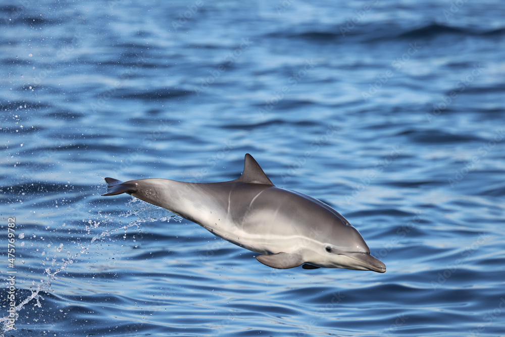 Fototapeta premium dolphin jumping out of water