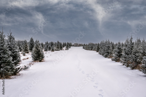 snow covered road through Christmas tree farm in December.