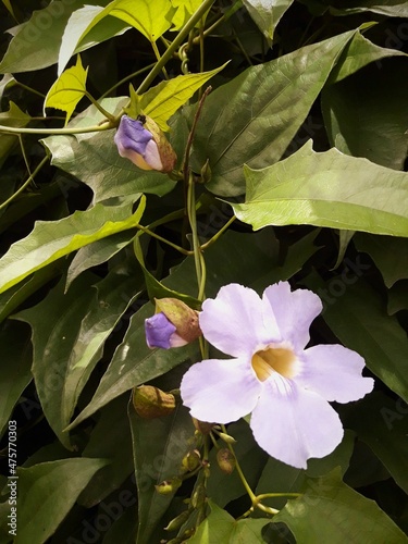 Lilac Flower with Two Buds on Green Foliage