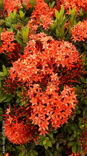 Vivid Orange and Reddish Flowers over Green Leaves