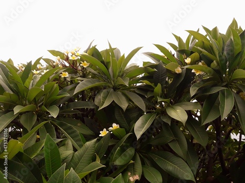 Top of a Frangipani Tree Covered with Green Shining Leaves and White Flowers