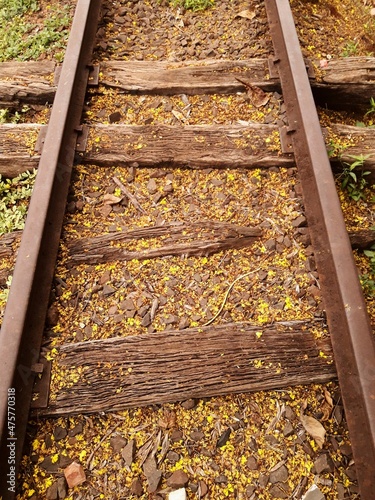 Old Railroad Track Covered in Yellow Petals
