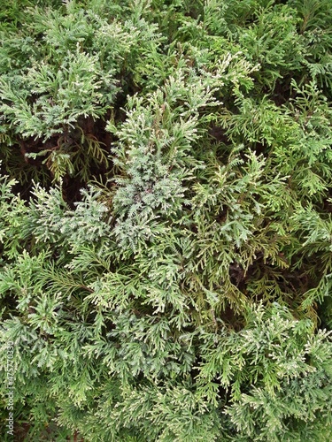 Pine Greenish Leaves Bush