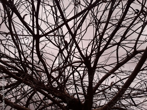 Entangled Leafless Branches over Cloudy Sky