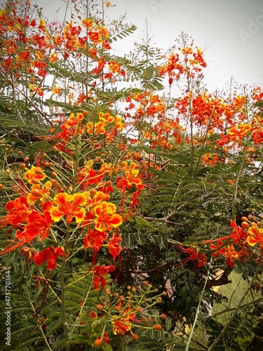 Branches with Red and Yellowish Flowers and Green Leaves over Cloudy Sky