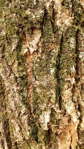 Tree Trunk with Green Moss Texture 